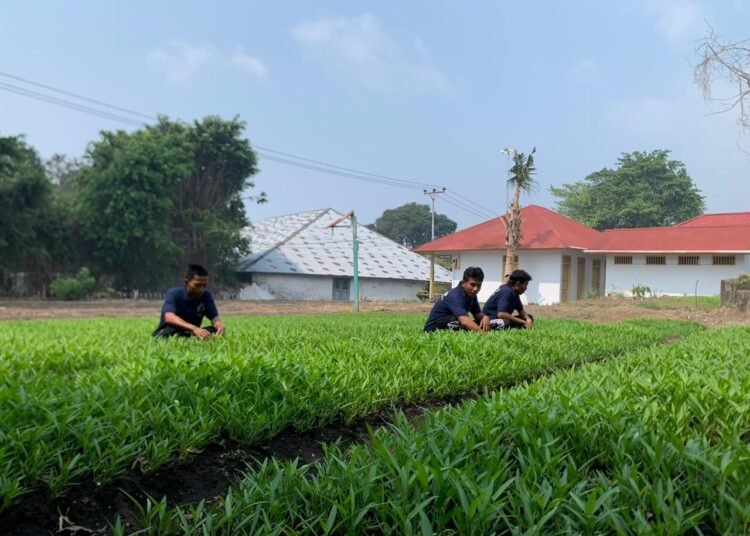 Budidaya Kangkung di Lahan SAE, Lapas Bandanaira Perkaya Keterampilan Warga Binaan 6 WhatsApp Image 2026 10 10 at 09.04.45qq