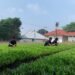 Budidaya Kangkung di Lahan SAE, Lapas Bandanaira Perkaya Keterampilan Warga Binaan 18 WhatsApp Image 2026 10 10 at 09.04.45qq