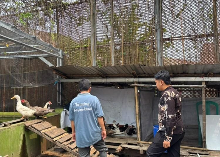 Kembangkan Keterampilan dan Kemandirian, Rutan Bengkulu Dorong Pembinaan WBP melalui Ternak Bebek 5 WhatsApp Image 2026 10 10 at 10.56.45