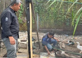 Dukung Ketahanan Pangan, Rutan Bengkulu Kembangkan Peternakan Bebek sebagai Sarana Pembinaan Kemandirian WBP 1 WhatsApp Image 2026 10 13 at 10.18.39