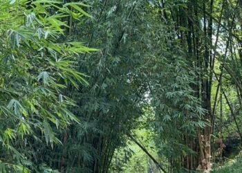 Ketika Bambu Tidak Lagi Dipandang sebagai Pagar Kebun :Menakar Peran Bambu dalam Menurunkan Emisi Gas Rumah Kaca 1 Tegakan Bambu