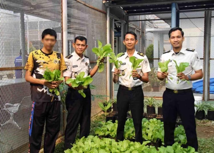 Lapas Bengkulu, Lapas Kelas IIA Bengkulu, WBP, warga binaan, pembinaan kemandirian, pertanian Lapas, budidaya sawi, panen sawi